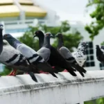 A group of pigeons on a ledge - keep pests away from your home with Arrow Exterminating Company in NY