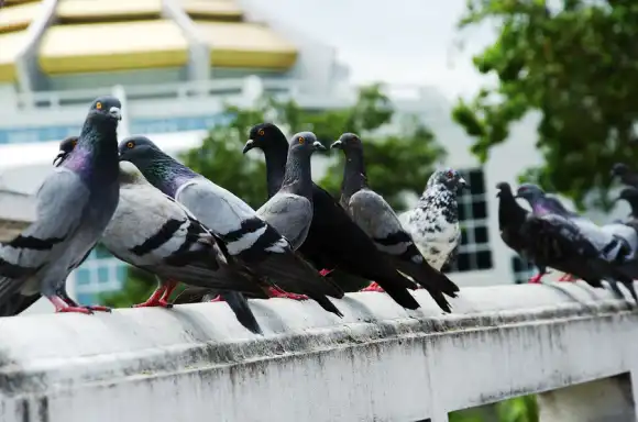 A group of pigeons on a ledge - keep pests away from your home with Arrow Exterminating Company in NY