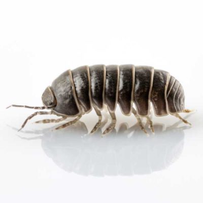 Pillbug identification in Long Island |  Arrow Exterminating