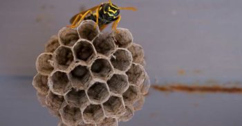 Yellowjacket on a paper hive.
