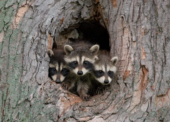 Reasons Why Squirrels Enter Homes in Lynbrook, New York