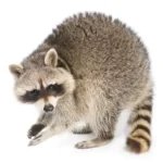 A raccoon on a white background - keep pests away from your home with Arrow Exterminating Company in NY