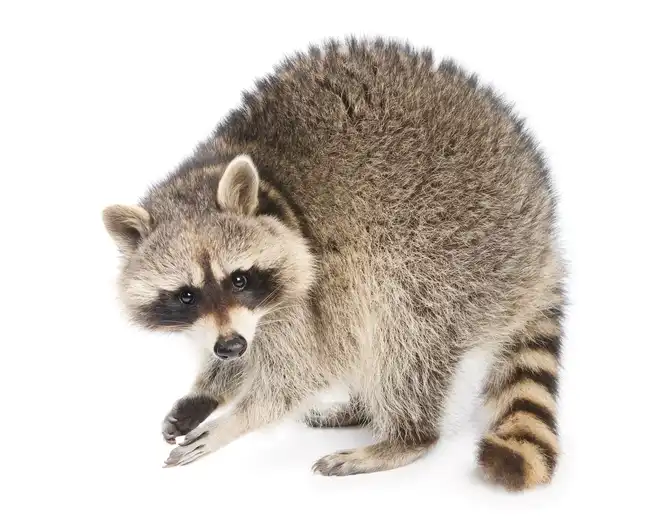 A raccoon on a white background - keep pests away from your home with Arrow Exterminating Company in NY