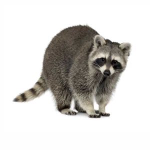 Raccoon identification in Long Island |  Arrow Exterminating