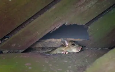 How Do Rats Get into Your Attic? in your area