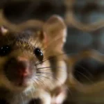 A rodent in the foreground of a cage - keep pests away from your home with Arrow Exterminating Company in NY
