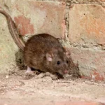 A brown rat with a long tail standing beside a brick wall.