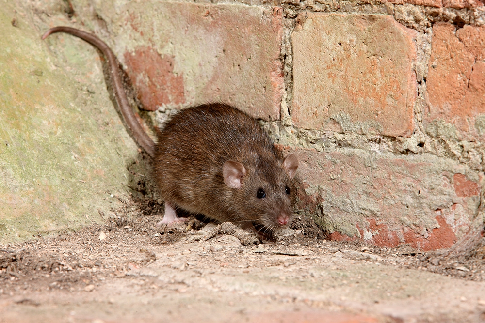A brown rat with a long tail standing beside a brick wall.
