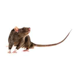 Closeup of Rat