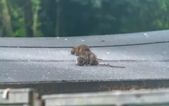 rats on the roof of a shed plotting to get inside attic