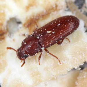 Red Flour Beetle identification in Long Island |  Arrow Exterminating