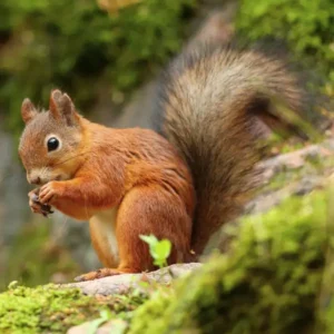 Red squirrel on a mossy log - keep pests away from your home with Arrow Exterminating Company in NY