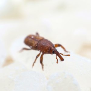 Rice Weevil identification in Long Island |  Arrow Exterminating