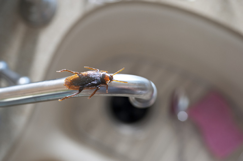 roach on a kitchen water faucet.