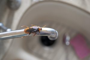 roach on a faucet