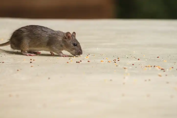 Mouse on a title floor eating food scraps - keep pests away from your home with Arrow Exterminating Company in NY