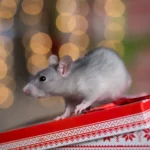 Rodent sitting on top of a present