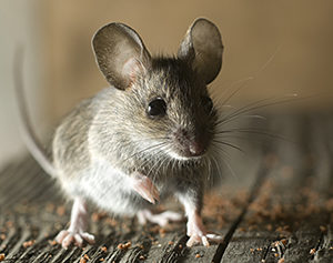 Closeup of a small mouse with front leg up.