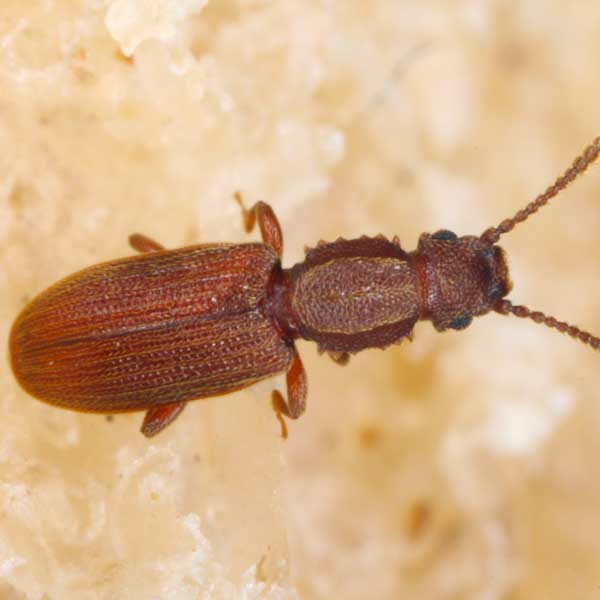 Sawtoothed Grain Beetle identification in Long Island |  Arrow Exterminating