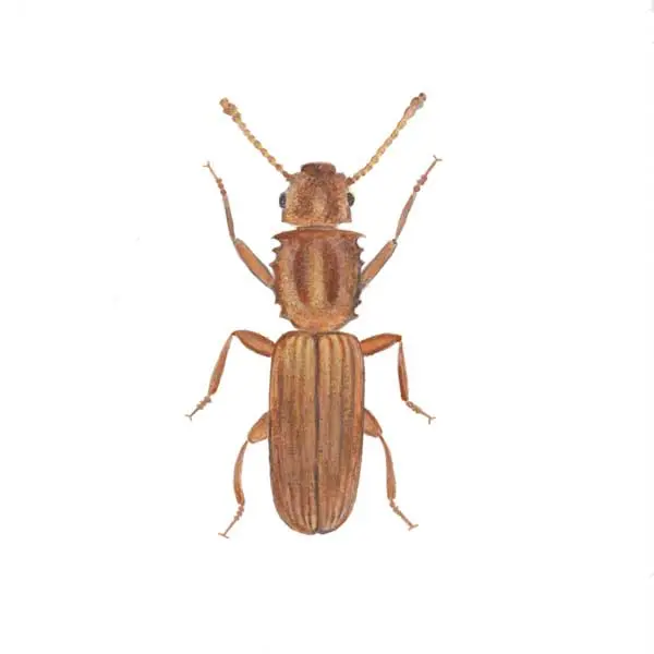 Sawtoothed Grain Beetle | Arrow Exterminating serving Long Island and surrounding areas