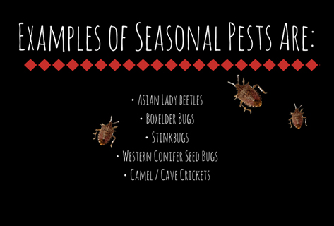 Seasonal Pests
