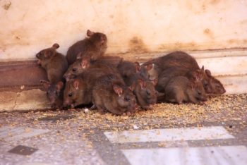 several-rats-huddled-up