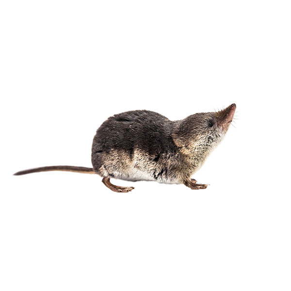 shrew-identification-info-arrow-exterminating-company-inc-pest