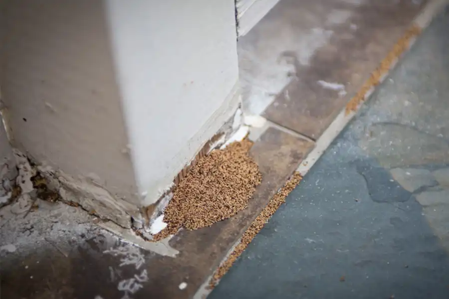 A termite mound at the base of a floor board - keep pests away from your home with Arrow Exterminating Company in NY
