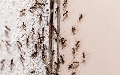 Signs of an ant infestation in Long Island | Arrow Exterminating Company, Inc