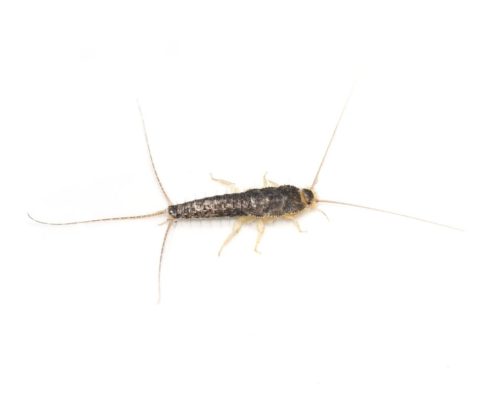 Silverfish identification in Long Island |  Arrow Exterminating