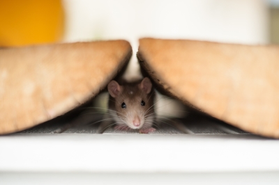 Small rat hiding.