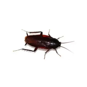 Smoky brown cockroach on a white background - keep pests away from your home with Arrow Exterminating in NY
