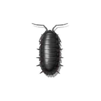 Sowbug identification in Long Island |  Arrow Exterminating