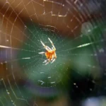 A spider in the middle of a web - keep pests away from your home with Arrow Exterminating Company in NY