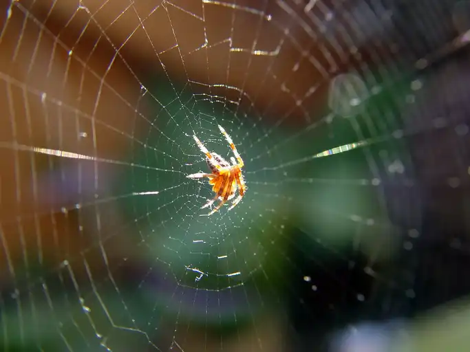 A spider in the middle of a web - keep pests away from your home with Arrow Exterminating Company in NY