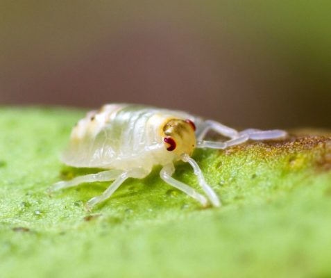 Spider Mite identification in Long Island |  Arrow Exterminating