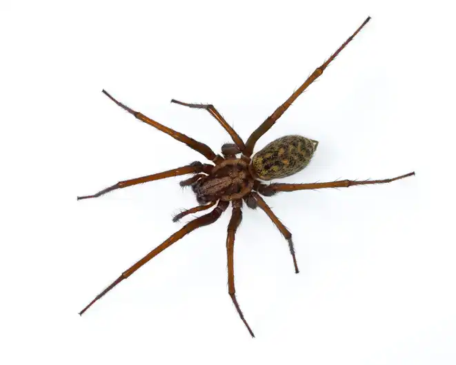 Spider against a white background - keep pests away from your home with Arrow Exterminating Company in NY