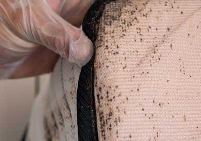 How to spot bed bugs in Long Island |  Arrow Exterminating