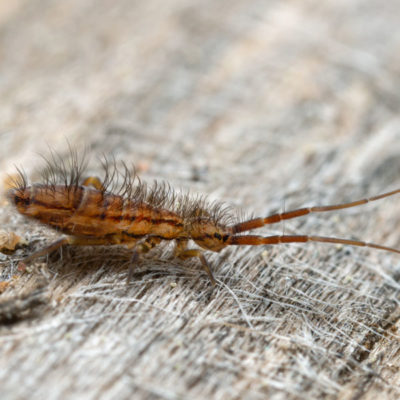 Springtail identification in Long Island |  Arrow Exterminating