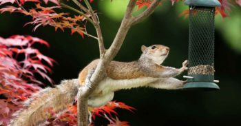 Squirrel reaching for bird seed