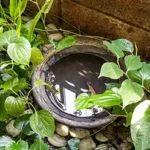 A bucket of water in a garden - keep pests away from your home with Arrow Exterminating Company in NY
