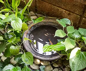 A bucket of water in a garden - keep pests away from your home with Arrow Exterminating Company in NY