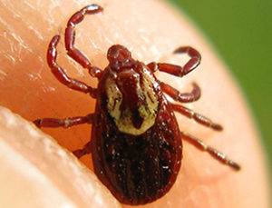 Steps to Avoid Diseases Carried by Ticks
