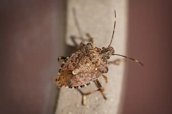 A stink bug on the edge of a window sill - keep pests away from your home with Arrow Exterminating Company in NY
