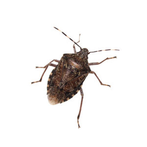 Stink Bug identification in Long Island |  Arrow Exterminating