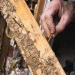 Termite damage done to a piece of wood - keep pests away from your home with Arrow Exterminating Company in NY
