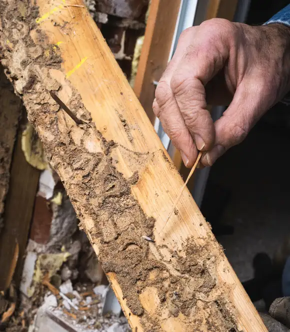 Termite damage done to a piece of wood - keep pests away from your home with Arrow Exterminating Company in NY