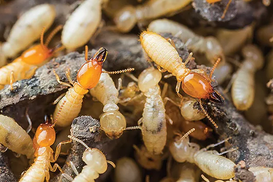 cluster of termites on a rocky surface