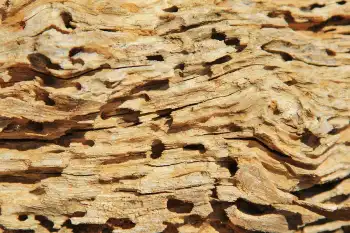 Holes on a piece of wood from termites - keep pests away from your home with Arrow Exterminating Company in NY