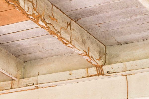 How do you fix termite damage in Long Island |  Arrow Exterminating